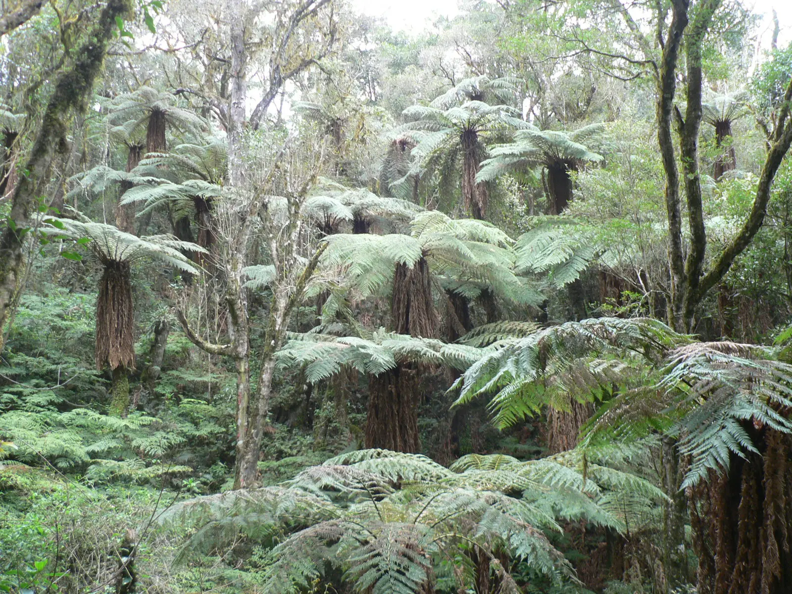 Bosque de helechos gigantes en el Parque Nacional Amboró