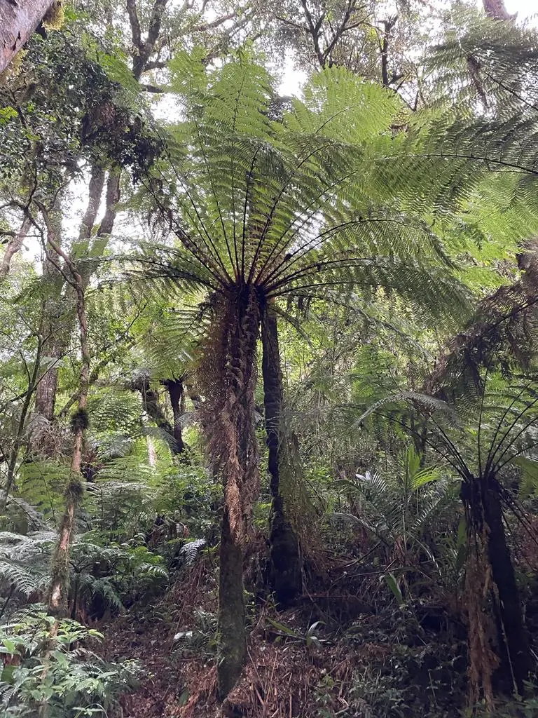 Helecho gigante en el bosque de helechos del municipio de Samaipata