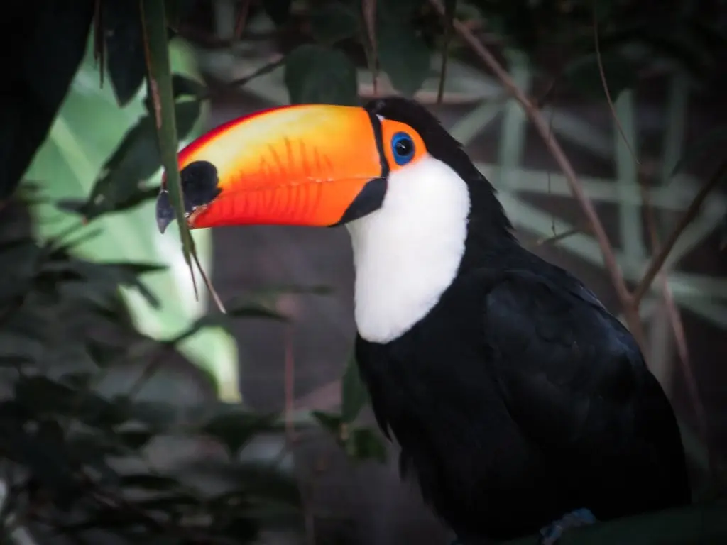 Tucán de pico naranja entre la vegetación del Biocentro Güembé