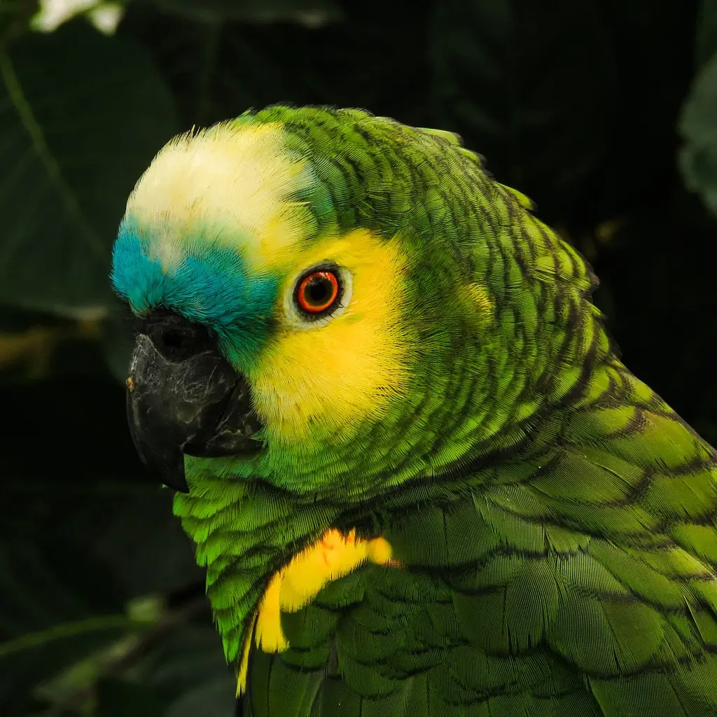 Loro de frente amarilla y plumaje verde en el aviario del Biocentro Güembé