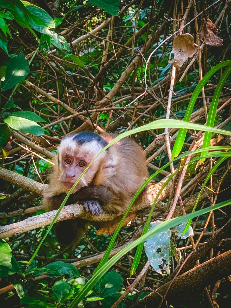 Mono capuchino sentado entre las ramas en el Parque Güembé
