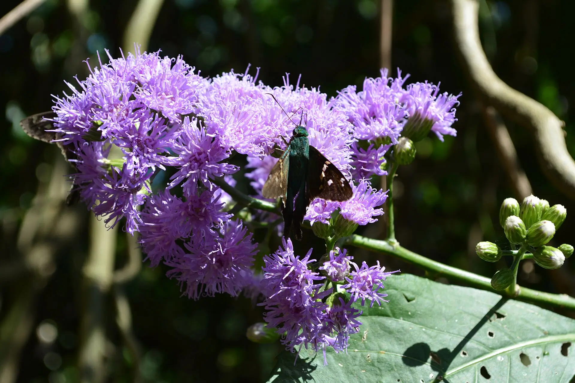 Mariposa posada sobre flores lilas en un bosque de Santa Cruz