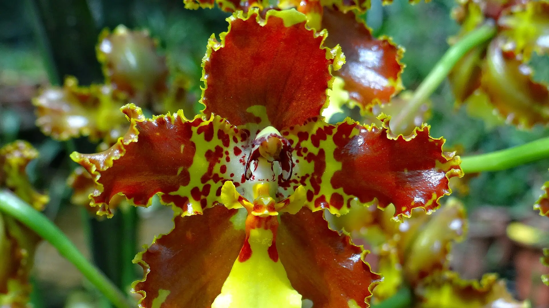 Orquídea de pétalos rojos con bordes amarillos