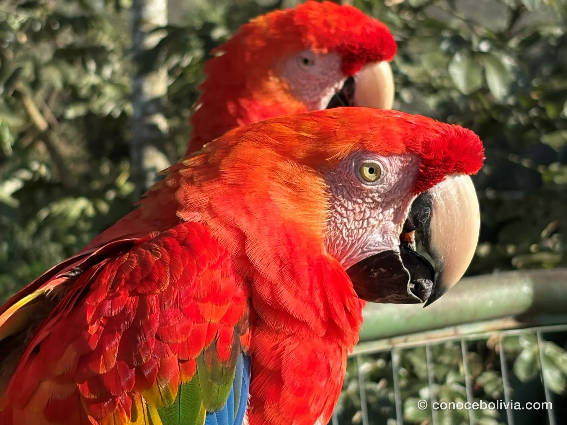 Primer plano de dos parabas rojas en el aviario del Biocentro Güembé