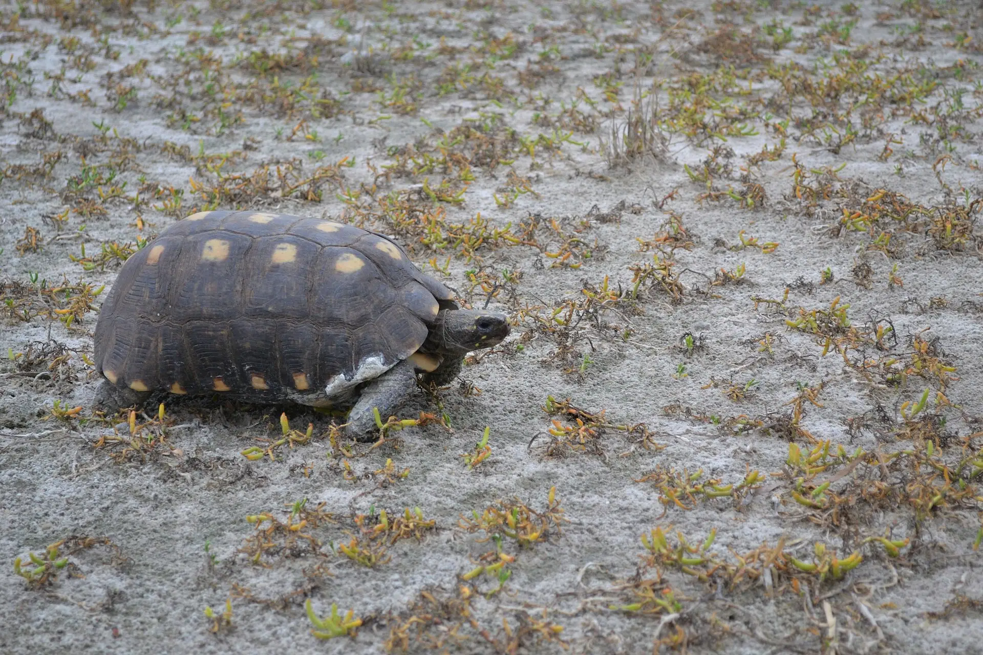 Tortuga de patas rojas caminando sobre tierra seca