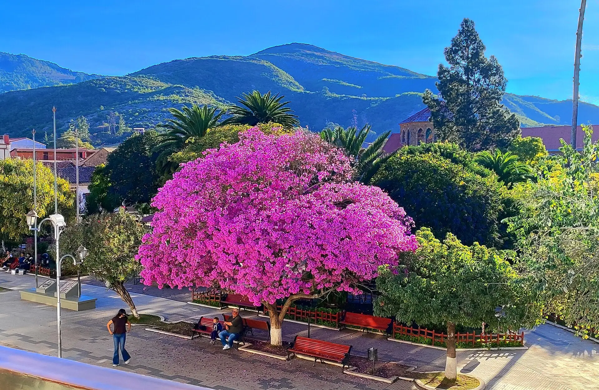 Plaza principal de Samaipata con un árbol de flores fucsia y los cerros al fondo
